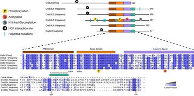 The Role of Mammalian Creb3-Like Transcription Factors in Response to Nutrients